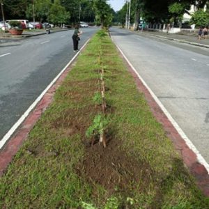 Planted Median Strip