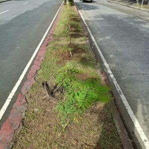 Planted Median Strip